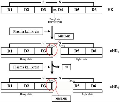 Plasma Kallikrein Cleaved H-kininogen: An End-Point Marker for Contact Activation in vitro and ex vivo